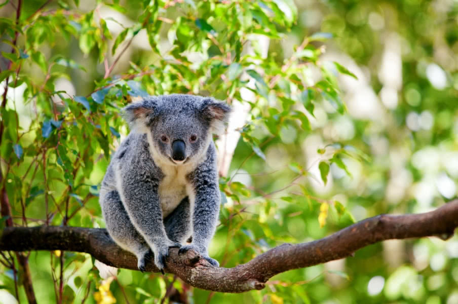 Australia Zoo Australia Zoo