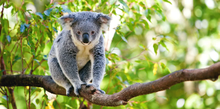 Australia Zoo Australia Zoo