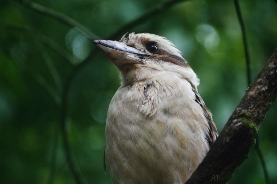 Bird at Daguilar National Park Bird at Daguilar National Park