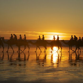 Camels passing in the Cable beach while sunset, Broome