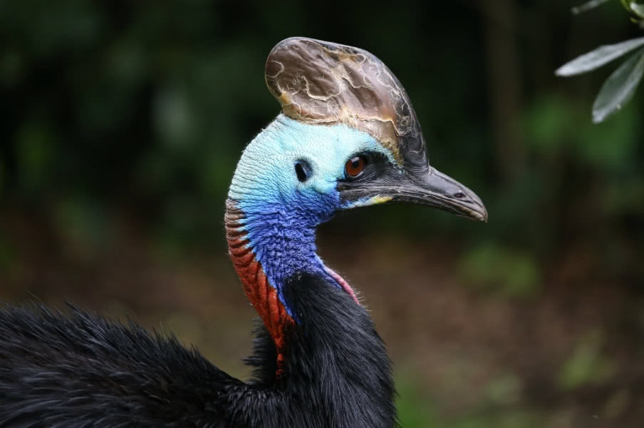 Cassowary in Queensland