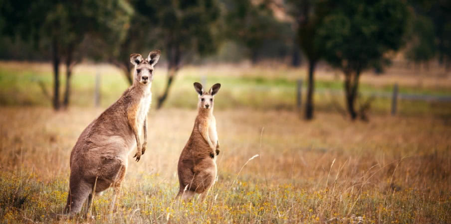 kangaroos at stirling ranges kangaroos at stirling ranges