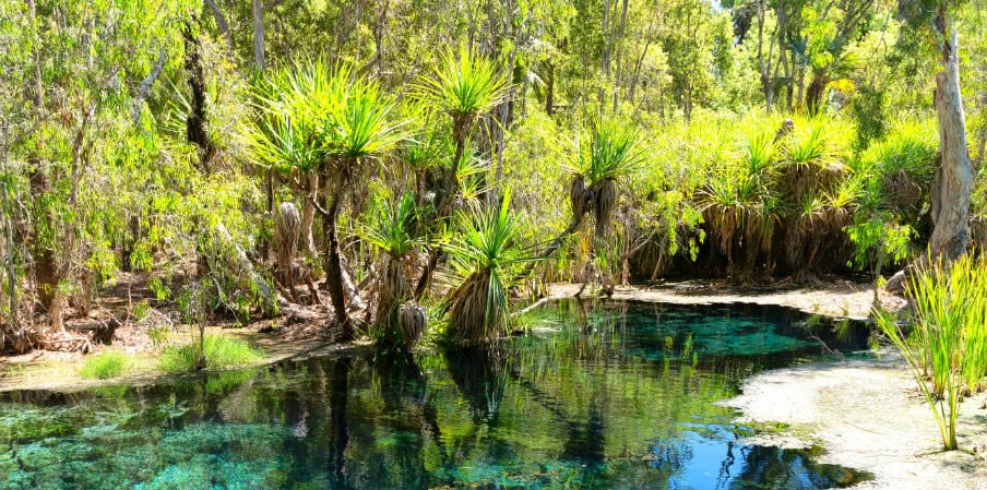 mataranka thermal pool elsey national park mataranka thermal pool elsey national park