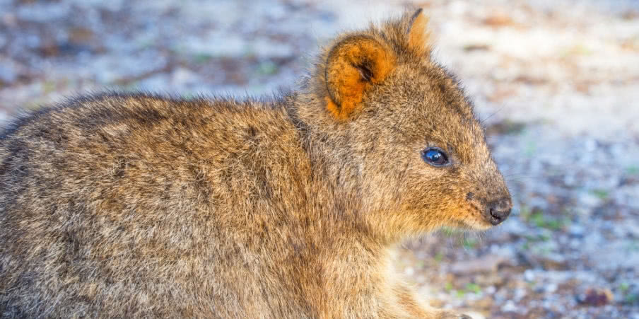 quokka feeding at rottnest island quokka feeding at rottnest island