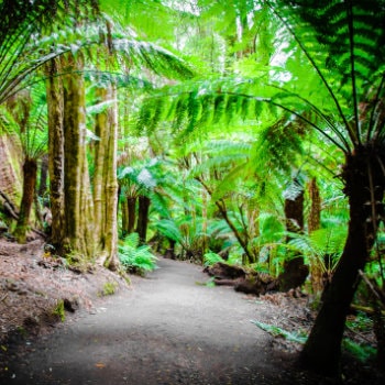 Great Otways rainforest trail