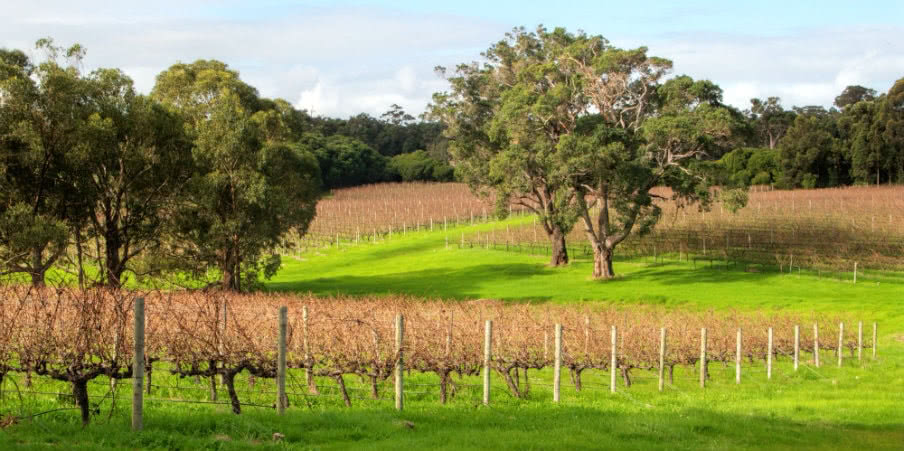 vineyards in wine farm near margaret river vineyards in wine farm near margaret river