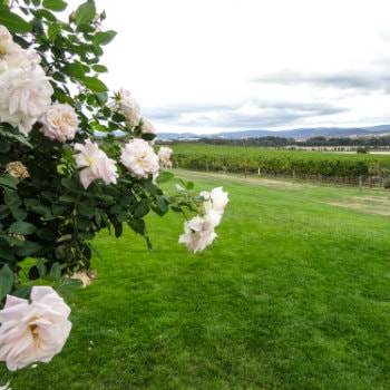 Yarra Valley winery and gardens