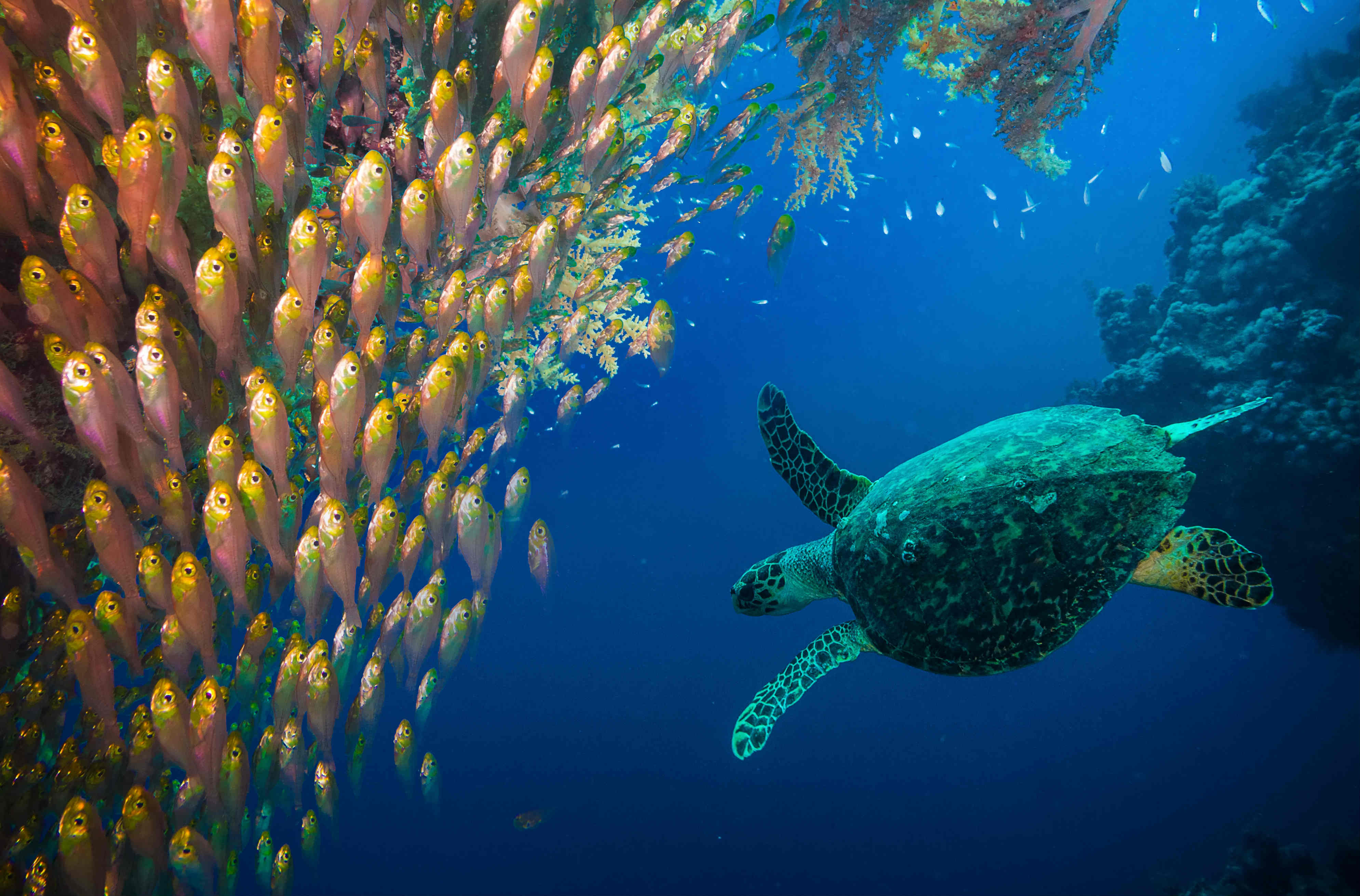 Cairns airport car rental