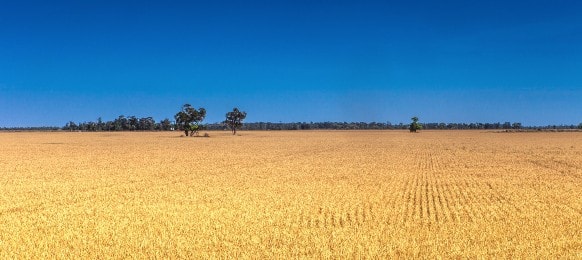 agricultural landscape of wheatfield, moree