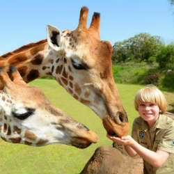 giraffes in australia zoo with robert irwin