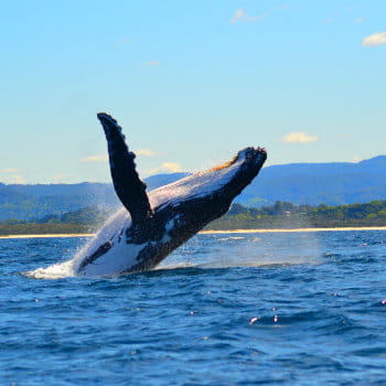 Humpback whale jumping out from the water in Byron bay