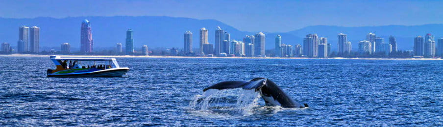 Whale watching tips in Australia